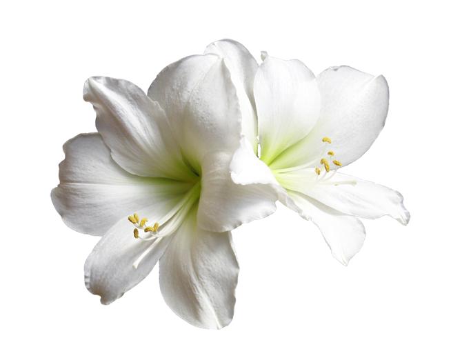 咳嗽是什么引起的止咳应该怎么做,止咳应该吃什么