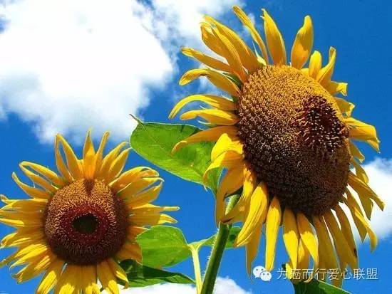 乔任梁因啥会患上抑郁症,因为抑郁症去世的乔任梁