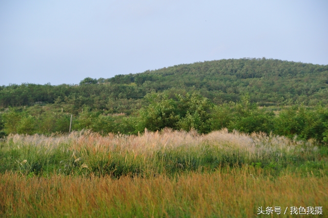 澶ц繛绾㈠矝,澶ц繛甯傞噾宸炲尯绾㈠矝