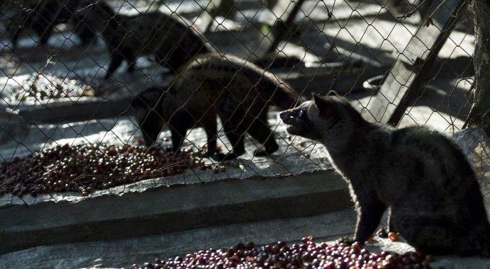 象屎咖啡的来历,象屎咖啡