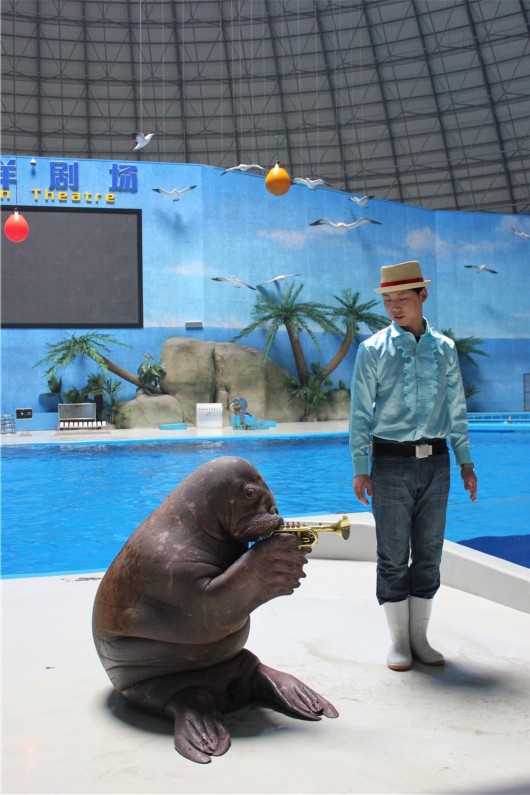 泉城海洋极地世界门票,泉城海洋极地世界儿童的收费标准