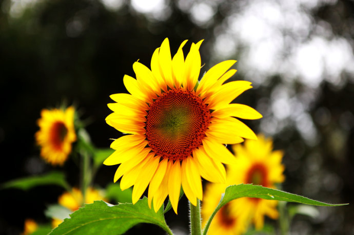 万花筒︱这些国花姹紫嫣红各有风采