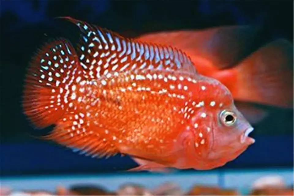 罗汉鱼常见病的防治方法,罗汉鱼预防内寄