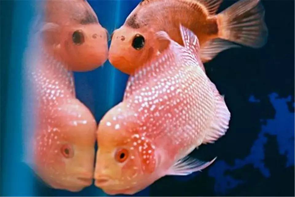 罗汉鱼常见病的防治方法,罗汉鱼预防内寄