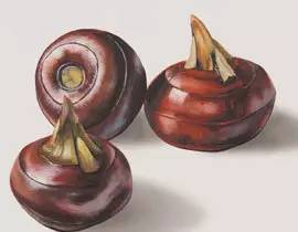 马蹄是种药材吗,马蹄是什么植物果实