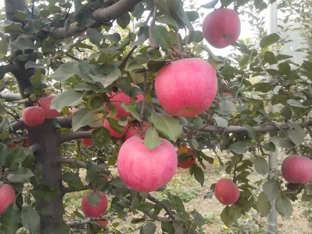 昌平区农业示范园采摘苹果,北京昌平苹果最佳采摘期