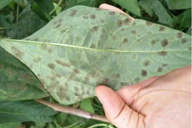 专家为夏季农作物病虫害防治支招,病虫害植保大讲堂