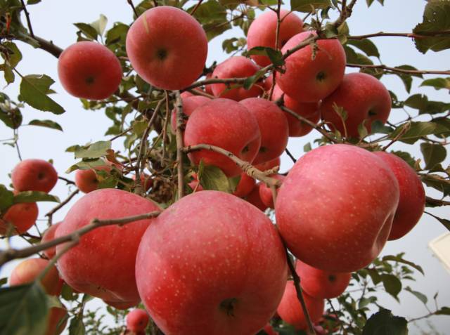 昌平区农业示范园采摘苹果,北京昌平苹果最佳采摘期
