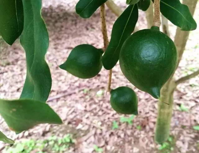 元江的特色美食有哪些 (元江美食干货)