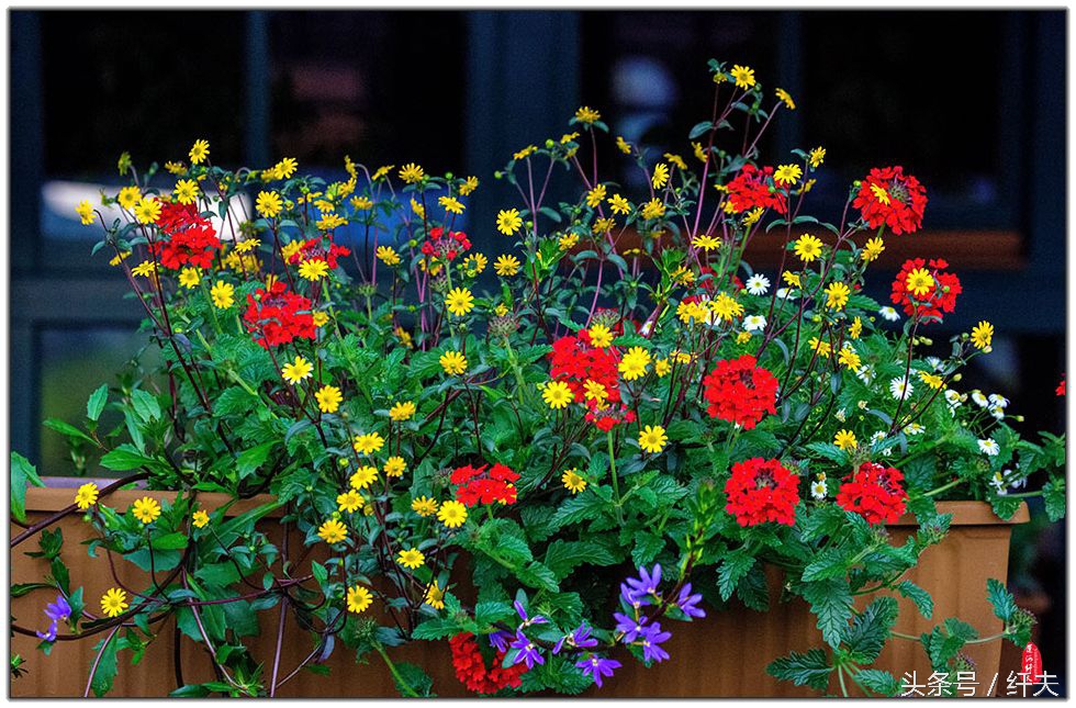 姹紫嫣红入夏来,姹紫嫣红等你来