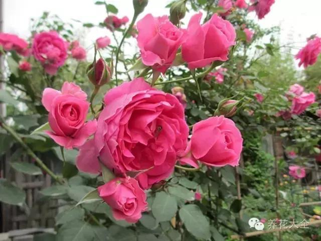 冰淇淋月季快开花的样子 (夏花标准的月季)