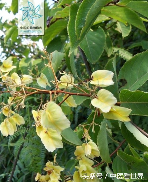 千古毒药，华丽转身为现代治疗类风湿、肾病、肿瘤的良药！