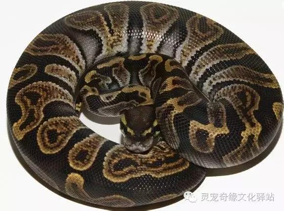 球蟒基因图鉴入门,变异球蟒图鉴
