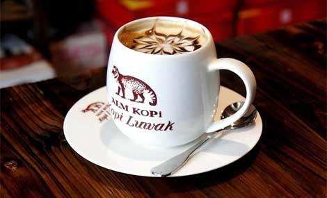 猫屎咖啡真相大揭秘,猫屎咖啡的真实生活