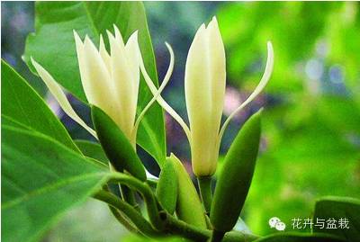 有什么独特小众又漂亮惊艳的花,这些花让人赏心悦目