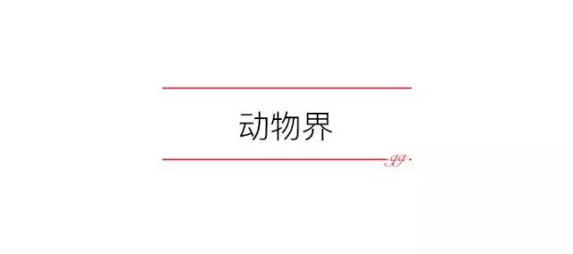 个性独特包包,独特别致包包