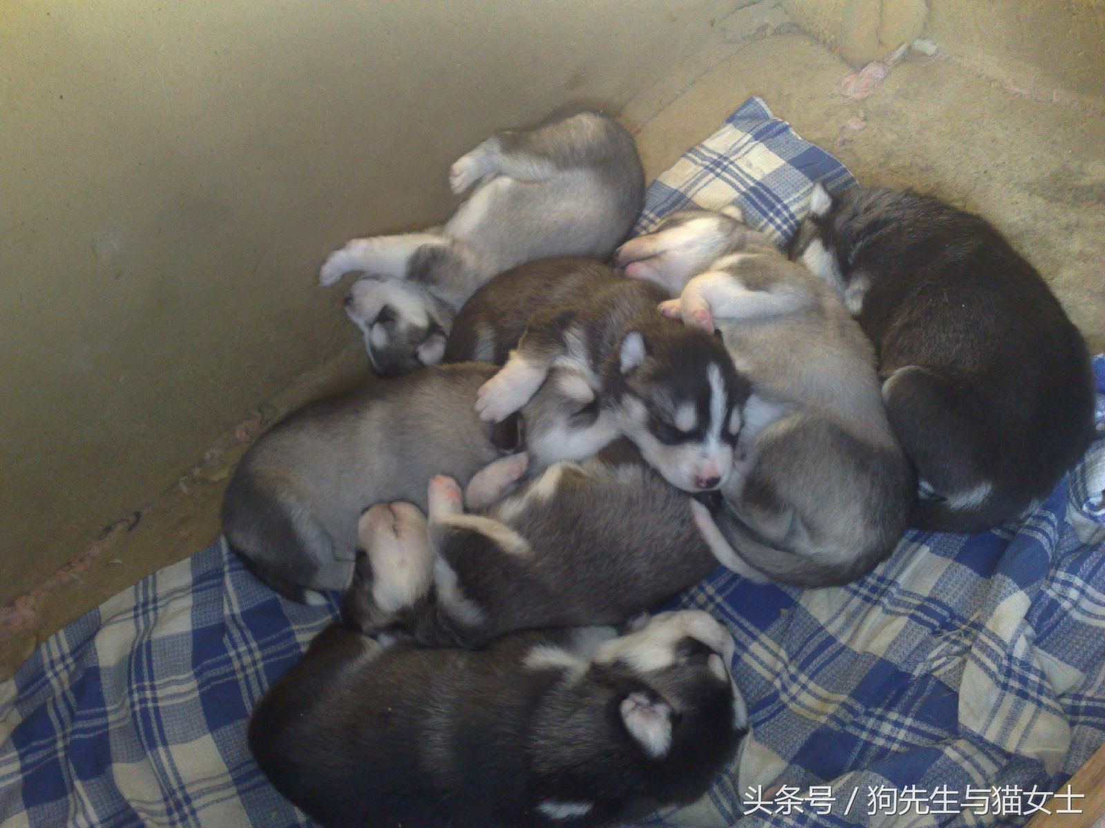 哈士奇不听话只能送去狗肉店,哈士奇送到狗场