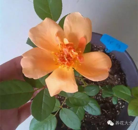 冰淇淋月季快开花的样子 (夏花标准的月季)