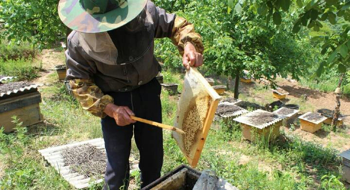 农村养土蜂蜜怎样卖出去,个人收购土蜂蜜