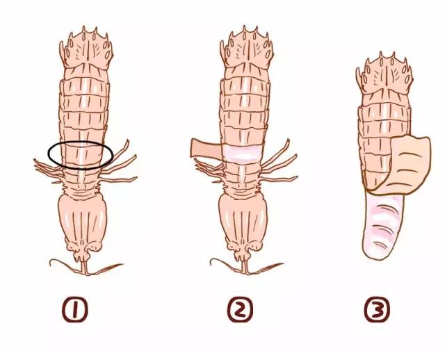 熟皮皮虾扎到手怎么办,怎么吃皮皮虾不会扎到手