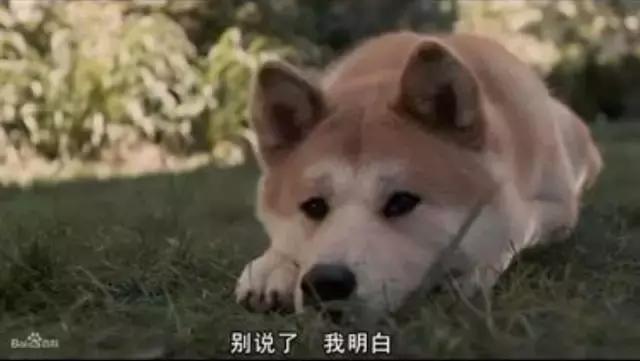 独家！教你如何带着宠物“坐“火车！