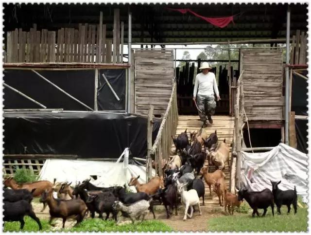 童话故事山羊和狼,童话故事山羊历险记