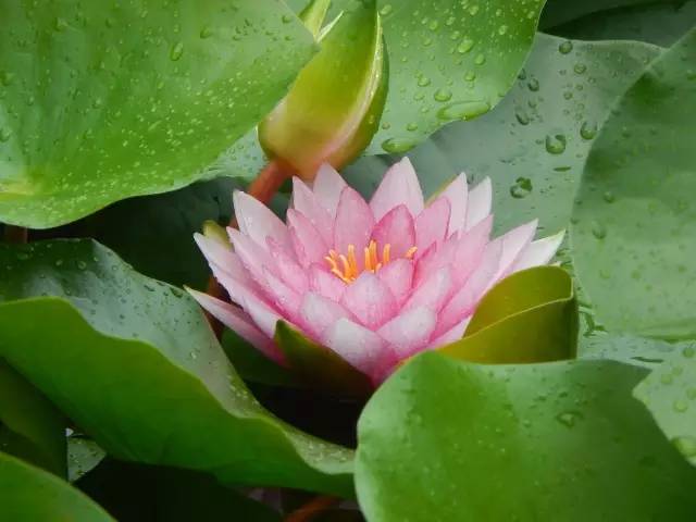 广州莲花山睡莲池,广州市莲花山睡莲