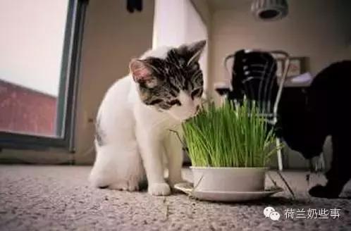 奶牛为什么只吃草不吃饲料,奶牛只吃草不吃料咋办