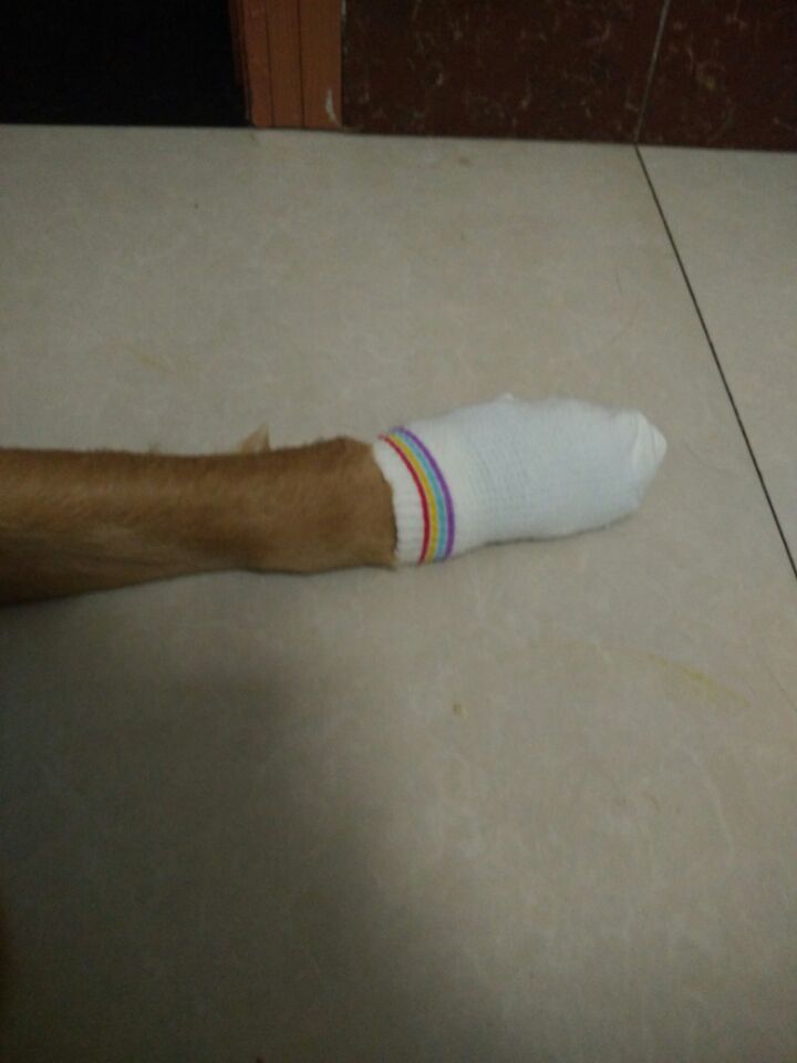 金毛脚掌受伤了怎么办,金毛脚掌受伤恢复