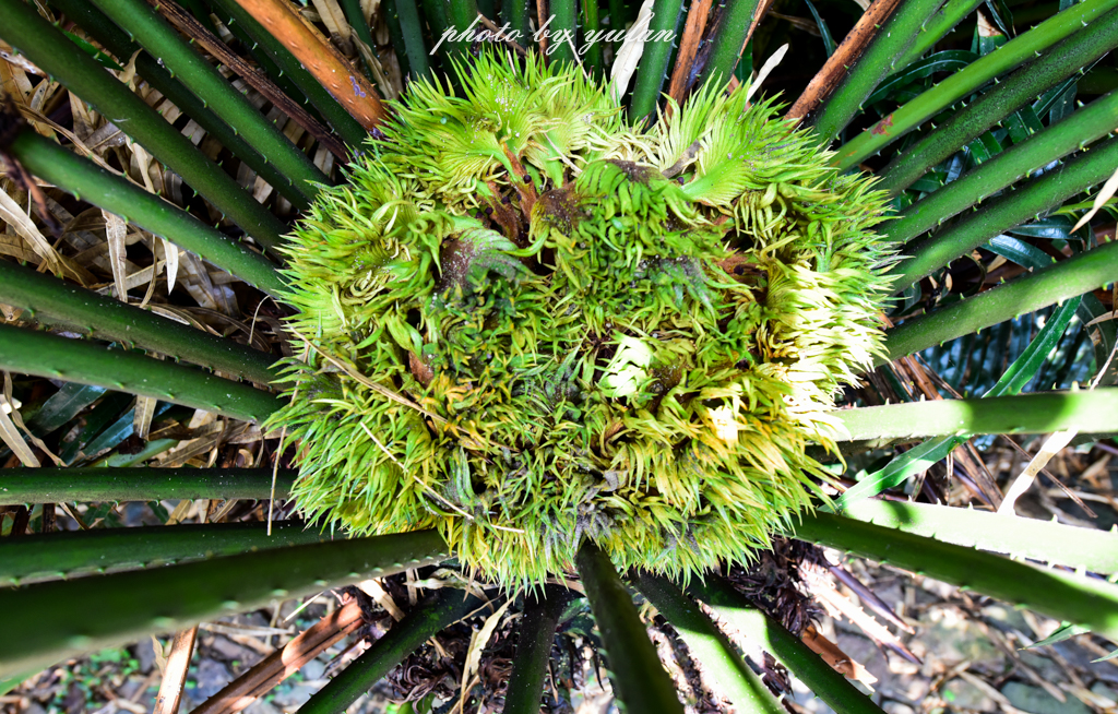 丝路奇迹:观围屋之典范,赏苏铁之传奇