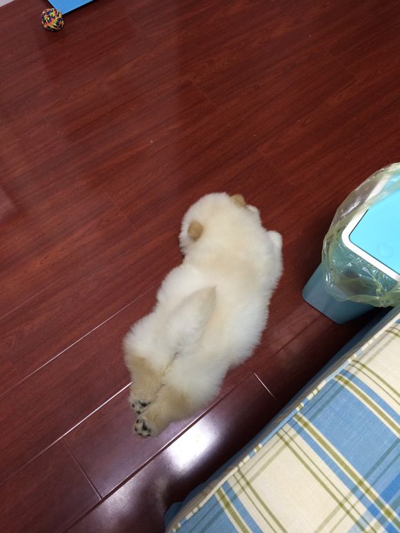 冬瓜南瓜！我家有一对松狮小活宝~