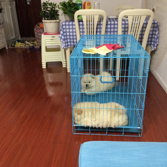 冬瓜南瓜！我家有一对松狮小活宝~