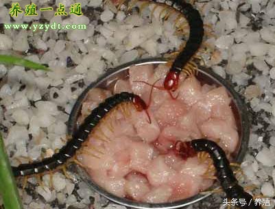 什么药防治蜈蚣最好,蜈蚣地下害虫的最佳防治方法