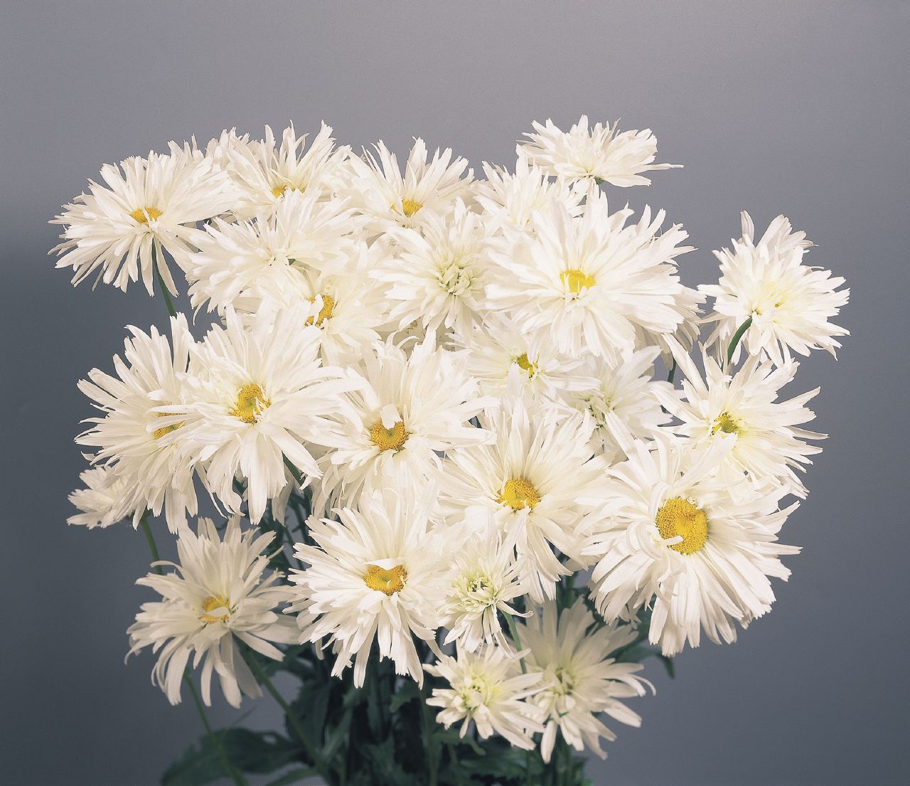 有哪些好听的花儿,好看花儿的名字有哪些