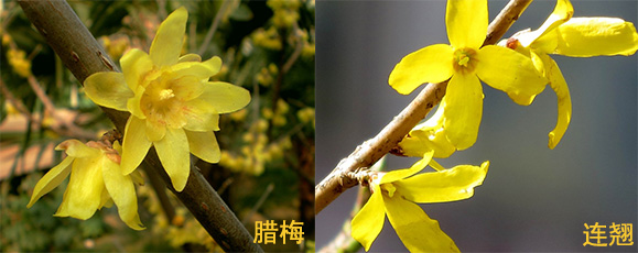 香味比较迷人的中草药,花期最漂亮的中草药