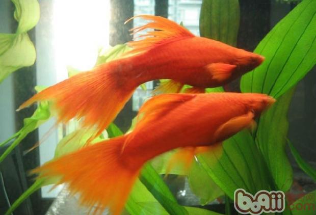 热带小鱼怎么养殖的,热带微型鱼怎么养