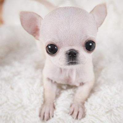 狗狗吃油腻的拉肚子怎么办,狗狗拉肚子不吃食了是什么原因