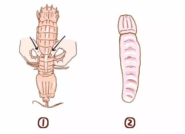 熟皮皮虾扎到手怎么办,怎么吃皮皮虾不会扎到手