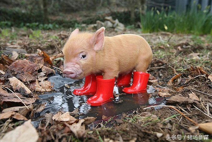 你来评评，猪的命运与养猪人的命运，谁更惨？