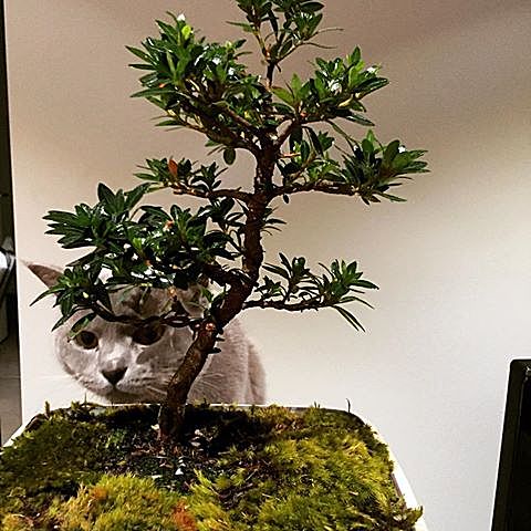 “盆景猫”这种虐猫网站为什么关不掉?!