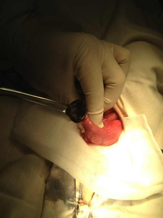 泰迪狗经常呕吐是胃癌吗,小泰迪狗为什么呕吐而且还拉血了