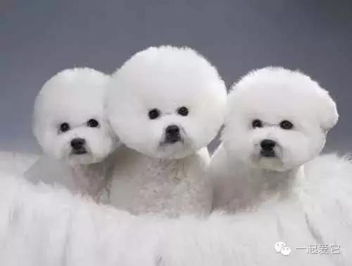 养宠知识大全及答案,十二生肖中你最合适养什么宠物