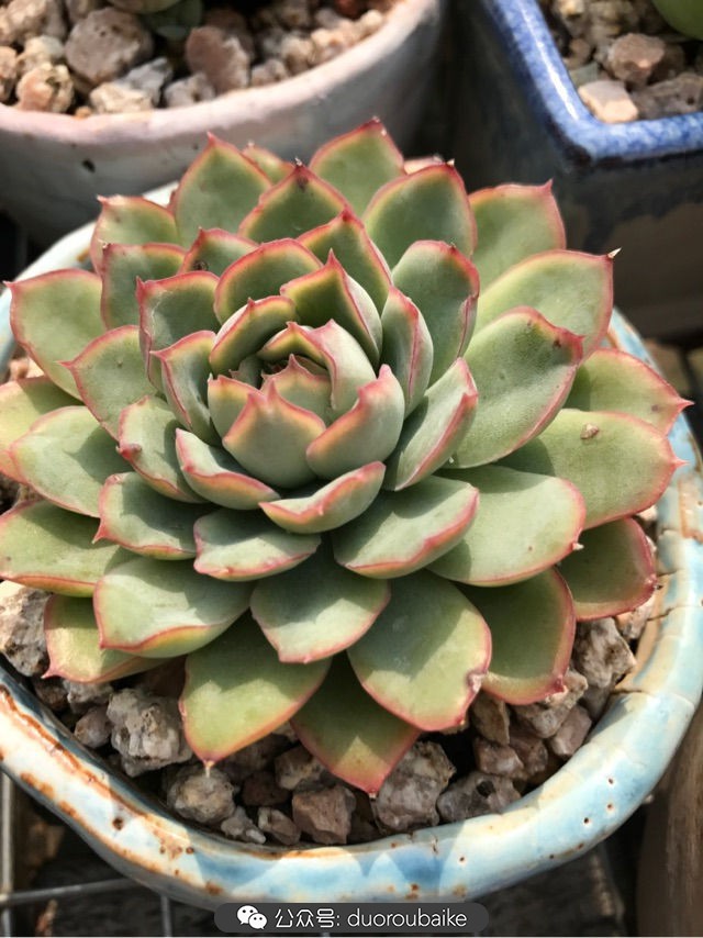 温差大多肉怎么会上色,温差大多肉才能出锦吗