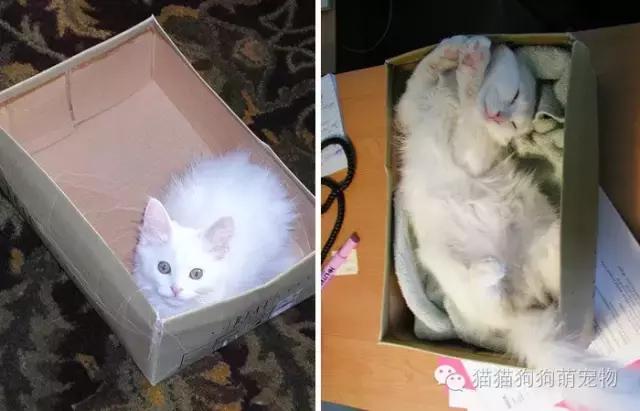 一张照片证明宠物养得很好,发一张宠物照片证明它很可爱