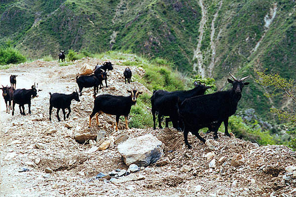如何开发大型动物养殖场,农村小型养殖场怎么办理手续