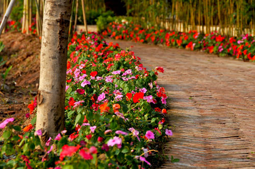 〈花开园〉顺德一间靓到“氹”一声的花园食府，赏花喂牛亲子