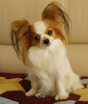 常见宠物狗体型大小排行榜最全,宠物狗智商排名和价格表