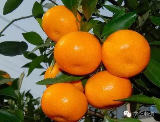 关于水果的那些秘密，湖北老乡看过来！