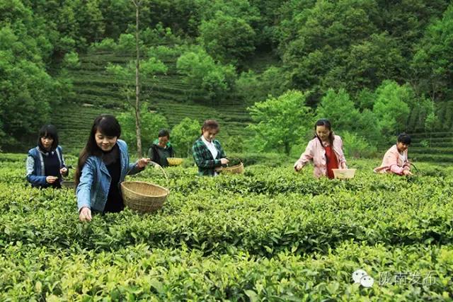 甘肃康县郑永艳,康县郑永艳