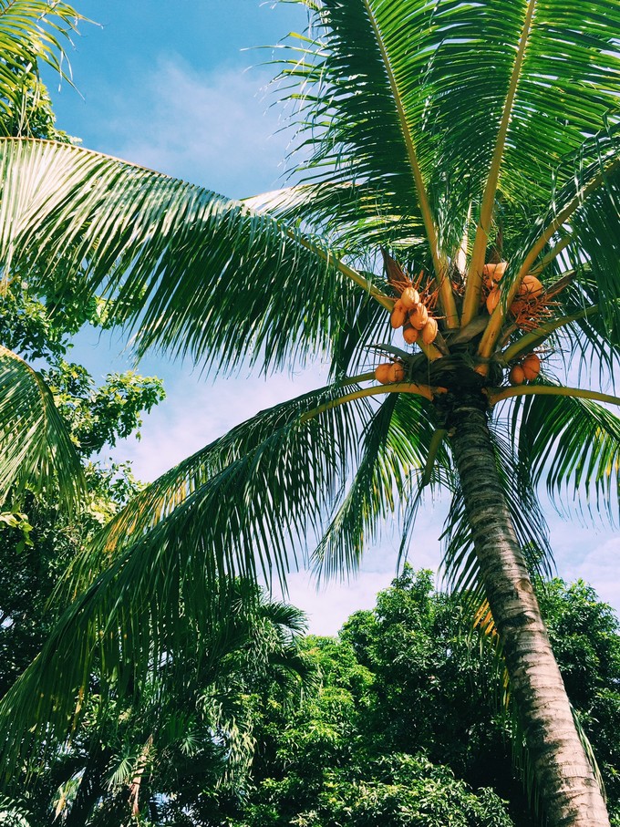 菲律宾潜水游记 (回忆菲律宾潜水的时光)